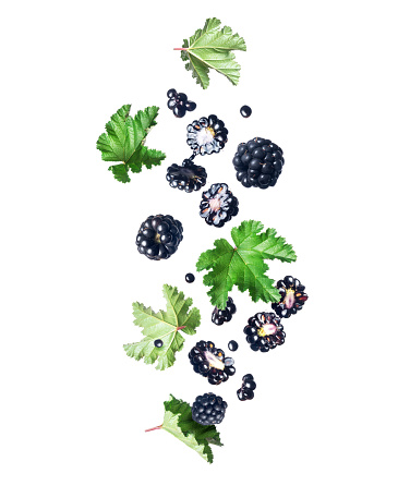 Ripe blackberries in the air with leaves, isolated on a white background