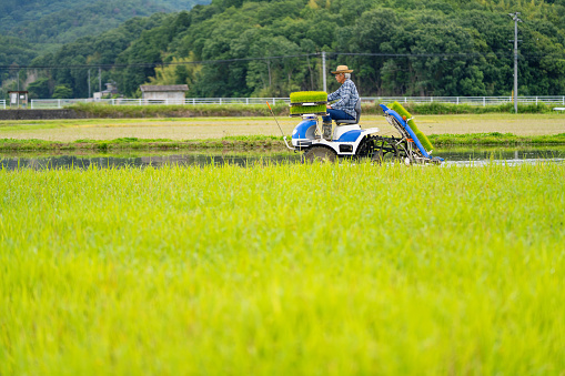 Senior man driving a rice planting machine and planting his rice crop in rural Japan
