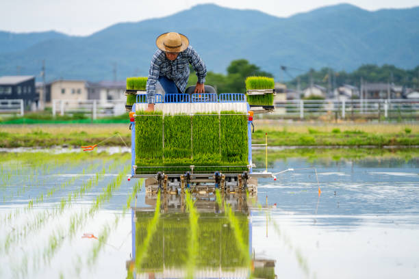 istock Senior man loading seedlings into his rice planting machine in preparation for planting 1322295853