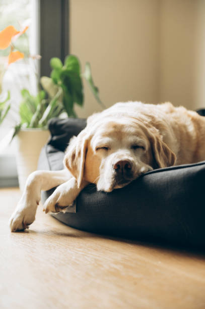 istock An elderly labrador is dozing in his bed. Home shooting. Lifestyle. 1322295980