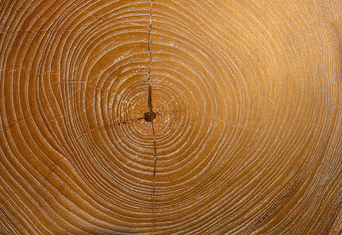 Maple wood slice showing cross-section pattern.