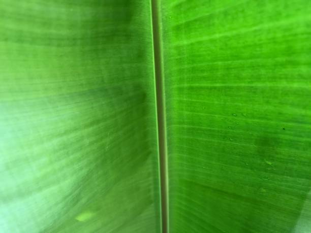 closeup behind the banana leaf - animal frog tree frog rear end fotografías e imágenes de stock