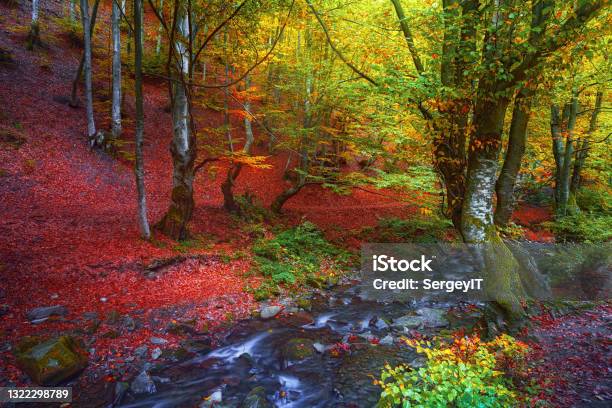 Forest In Carpathian Mountains At Autumn Season Stock Photo - Download Image Now - Forest, Autumn, Autumn Leaf Color