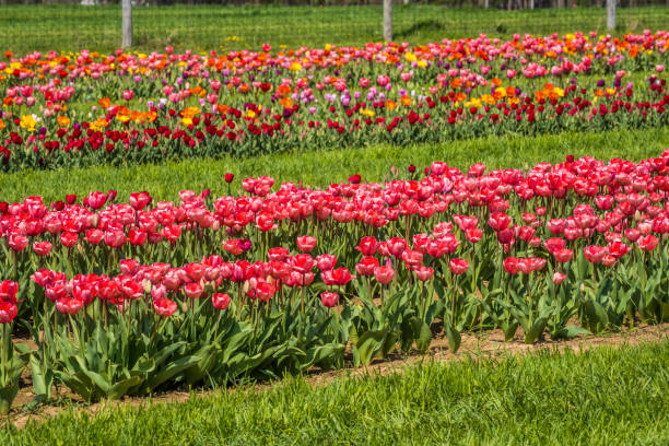 istock Tulip blossom bloom at the farm 1322299523