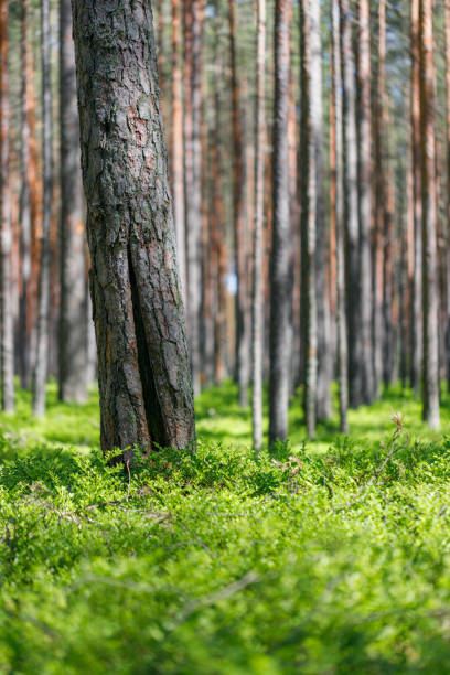 Background pine forest with green lush blueberry grass. Focus in foreground, blurred background. Vertical frame.