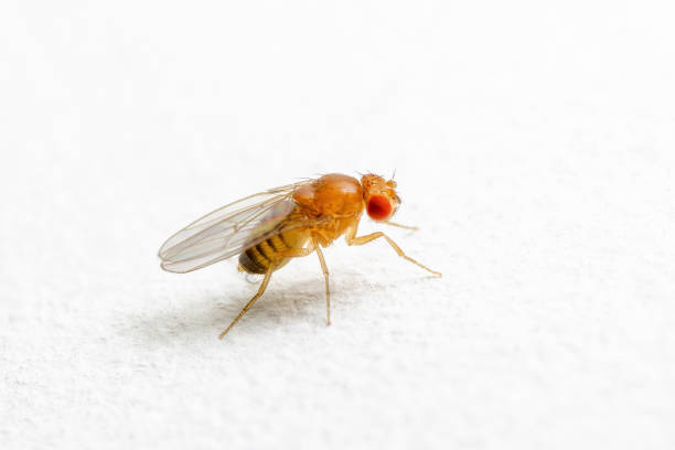 istock Exotic Drosophila Fruit Fly Diptera Parasite Insect on White Background 1322301554