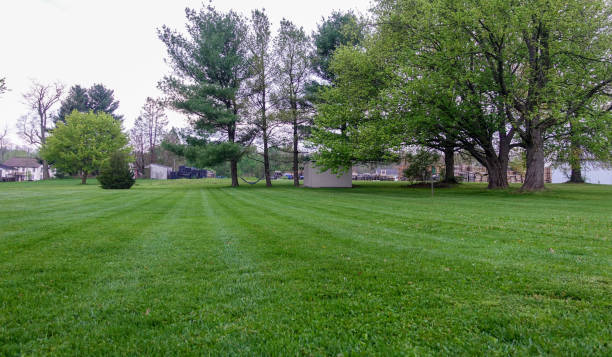 istock Green Lawn under Cloudy Skies 1322302398