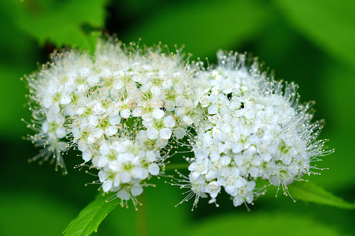 Viburnum dilatatum, commonly called linden viburnum because its leaves resemble those of the linden tree, is native to East Asia, including Japan. White flowers in showy, domed clusters appear in late spring (April to early June). Flowers give way to bright red fruits that mature to black in fall and winter. Berries are attractive to birds.