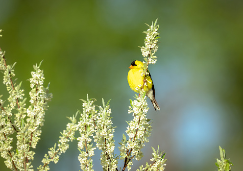 An American Goldfinch sitting on a white flowering bush.