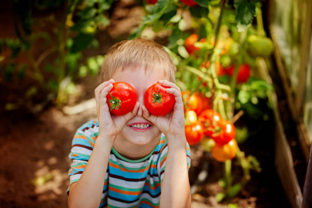 istock Portrait smiling boy holding red ripe tomatoes before his eyes i 1322305752