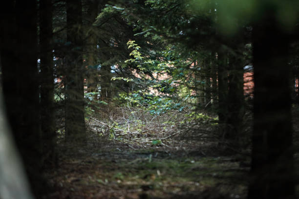 istock green forest with large trees and tall grass 1322306032