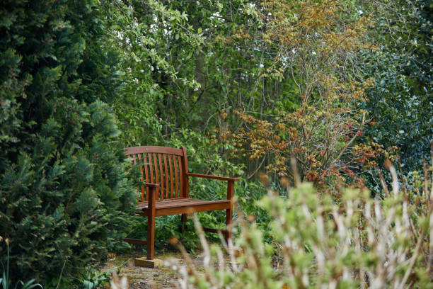 istock a brown bench in a forest in the summer 1322306141