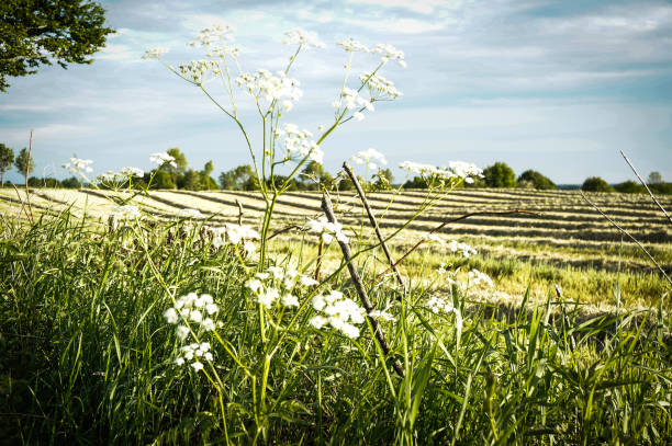 Yarrow on a sunny June day in front of a picturesque field, in Schleswig-Holstein, Germany.
