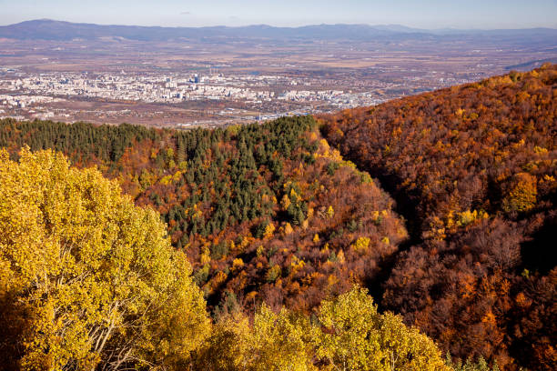 foresta autunnale colorata con pioppo tremulo giallo sopra la città - yellow landscapes nature park foto e immagini stock