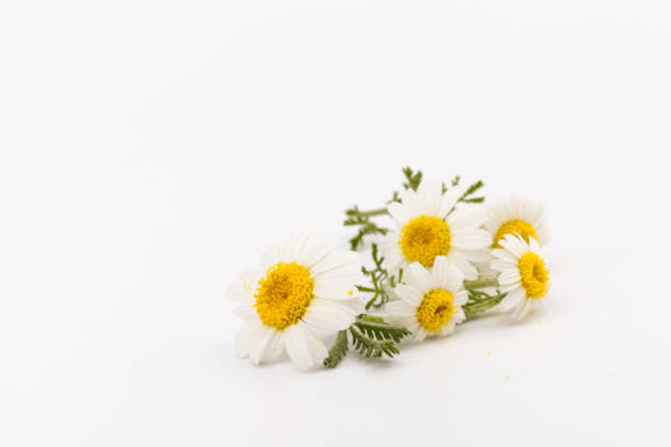 istock chamomile or daisies with leaves isolated on white background. Top view. Flat lay 1322308547