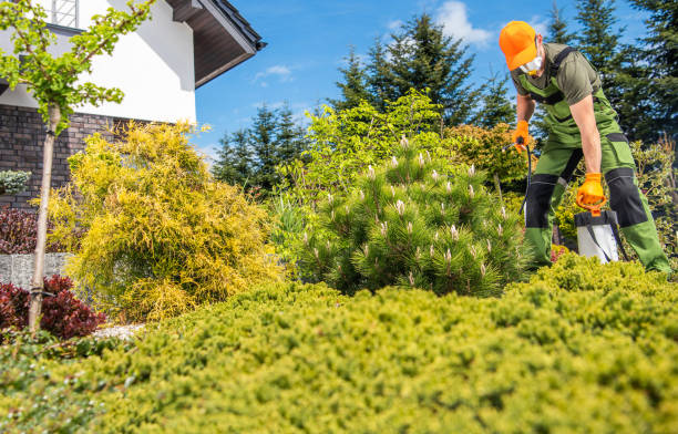istock Fungicide and Insecticide Job Inside Backyard Garden 1322309392