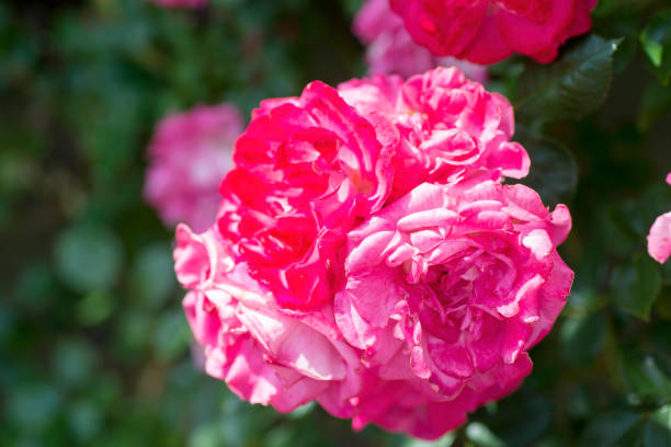 istock Beautiful Japanese Rose 
