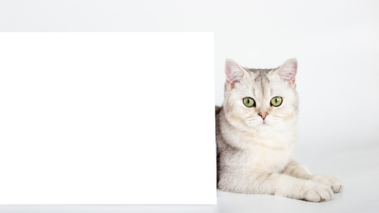 Beautiful white British cat with horizontal postcard on white table background mockup.Copy space