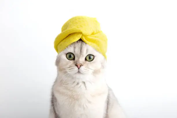 Photo of Portrait of a white beautiful cat in a yellow towel on her head after bathing procedures