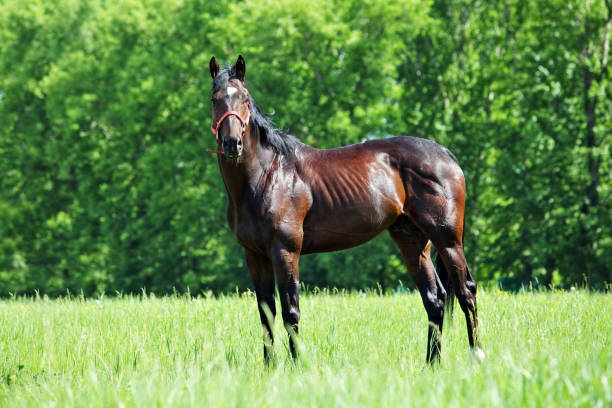 istock Thoroughbred race horse in nature background 1322312108
