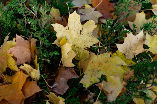 Yellow maple leaves in a green coniferous bush, autumn leaf fall, beautiful photograph of the velvet season