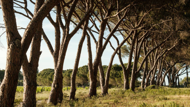 Avenue of Pine trees in Corsica
