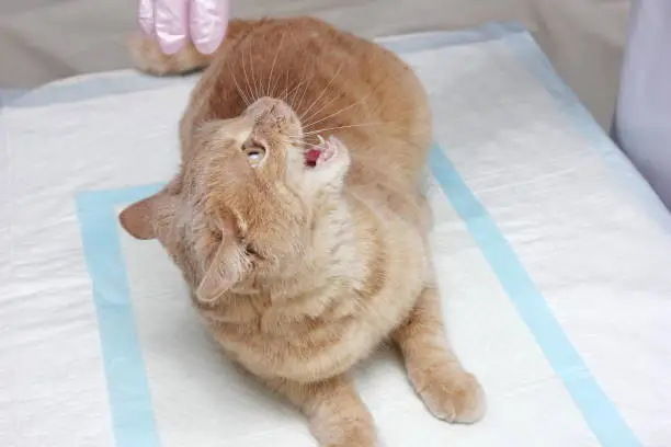 Photo of A red cat resisting the vet. In a veterinary clinic. Examination and treatment of pets.