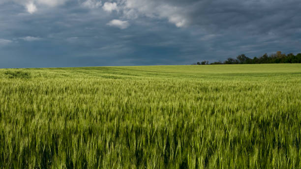 istock Wheat field and sky with dark clouds rural landscape 1322317520
