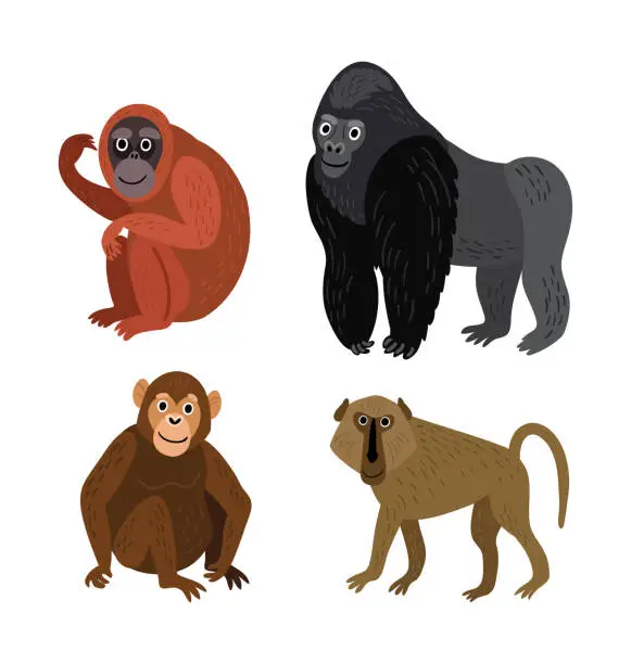 Vector illustration of Vector set of monkey rangutan, baboon, gorilla, chimpanzee