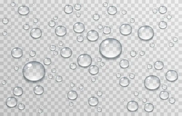 Vector illustration of Vector water drops. Drops, condensation on the window, on the surface. Realistic drops on an isolated transparent background.Vector water drops. Drops, condensation on the window, on the surface. Realistic drops on an isolated transparent backgrou