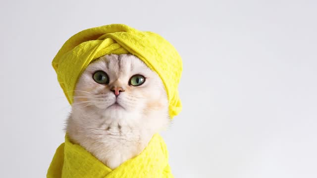 a white beautiful cat in a yellow towel and on her head after bathing procedures