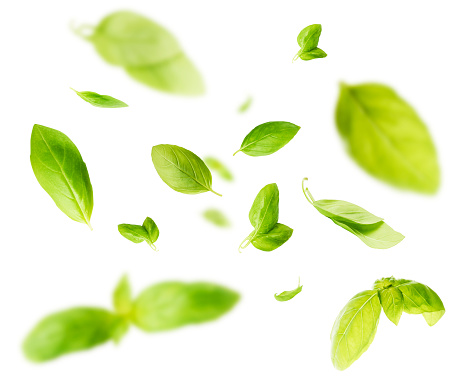 Vividly flying in the air green basil leaves isolated on white background 3d illustration. Food levitation concept. High resolution image