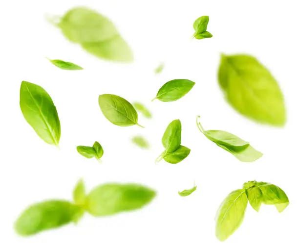 Photo of Vividly flying in the air green basil leaves isolated on white background