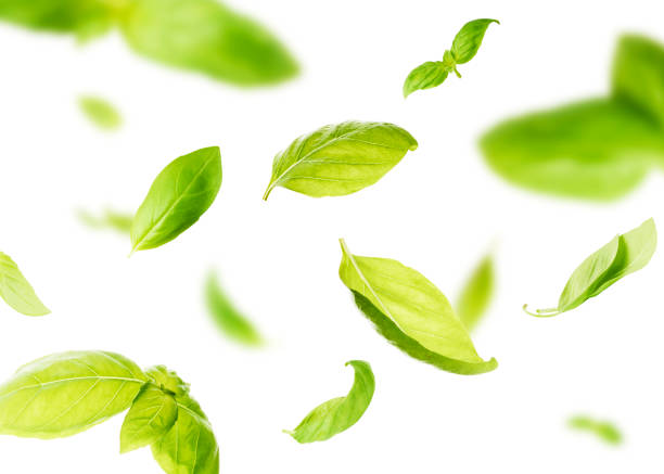 Vividly flying in the air green basil leaves isolated on white background stock photo