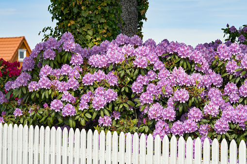 Huge Purple Rhododendron behind a white picket fence.