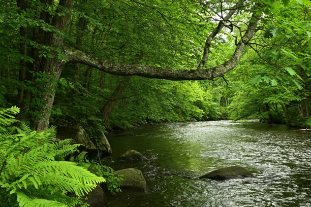 istock River cloaked in green 1322320050