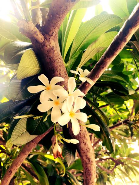istock Plumeria rubra flowers 1322322361