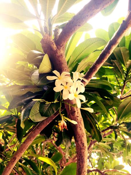 istock Plumeria rubra flowers 1322322431