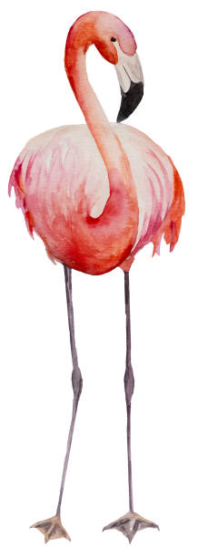 istock Watercolor pink flamingo isolated illustration 1322322771