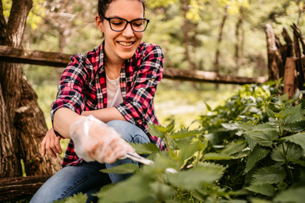 istock Woman picking nettle in garden 1322324480