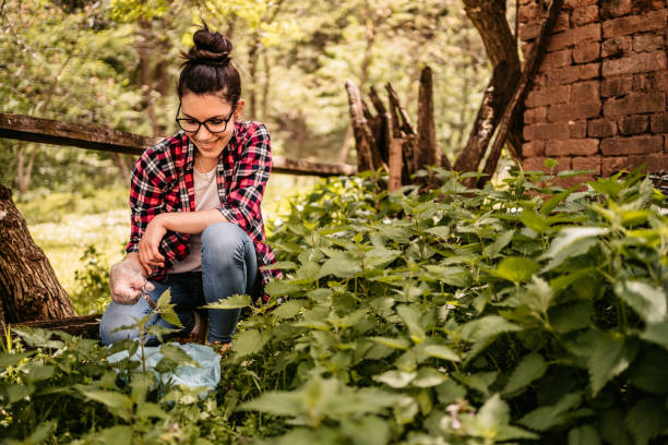 istock Woman picking nettle in garden 1322324509