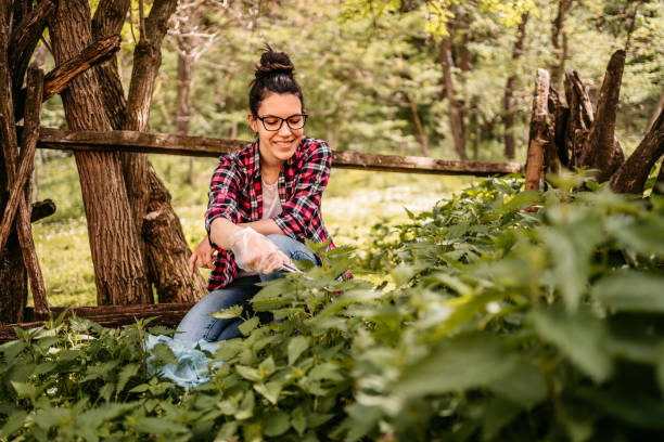 istock Woman picking nettle in garden 1322324538