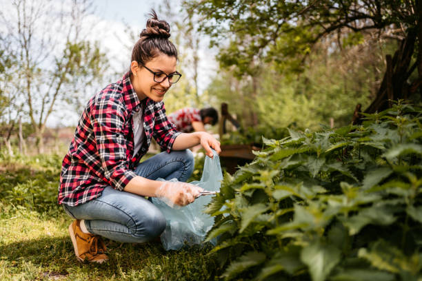 森の中でネトルを摘む女性 - tea crop picking women agriculture スト��ックフォトと画像