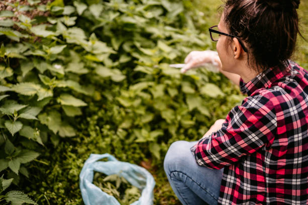 istock Woman picking nettle in forest 1322324621