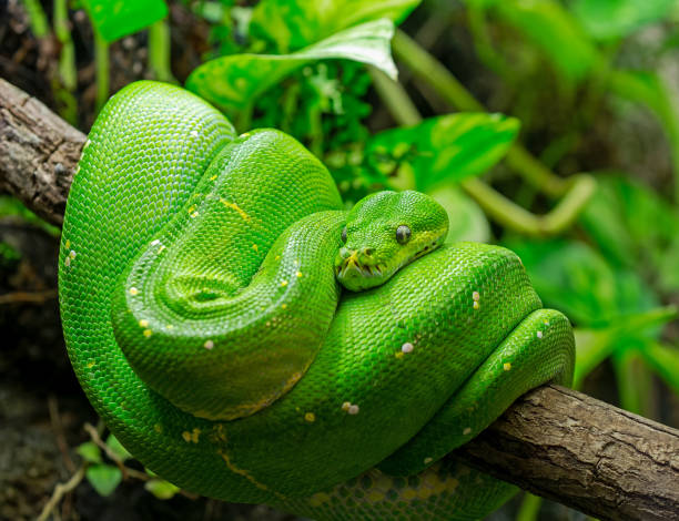 녹색 나무 파이썬의 클로즈업 보기 (모렐리아 비리디스) - green tree python 뉴스 사진 이미지