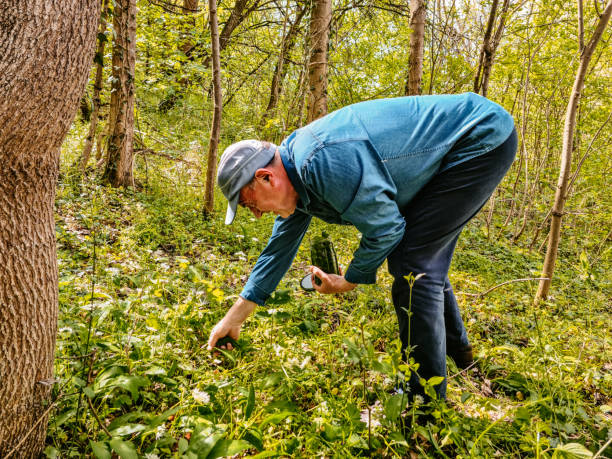 istock Senior man harvesting ramson leaves in forest 1322325315