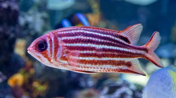 Close-up view of a Redcoat (Sargocentron rubrum)
