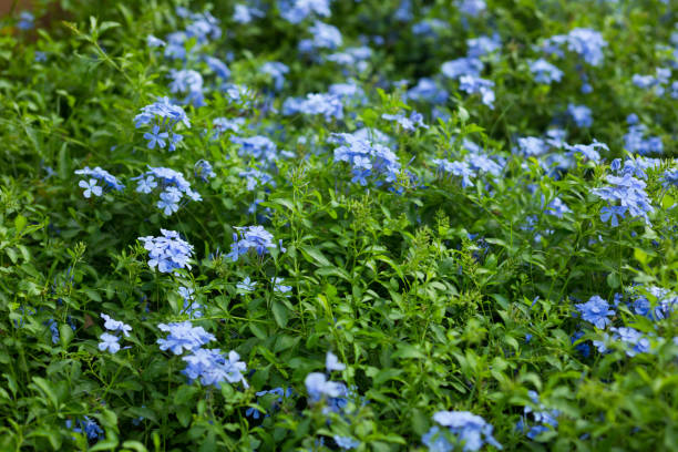 istock Small blue colored flowers in Thailand 1322325584