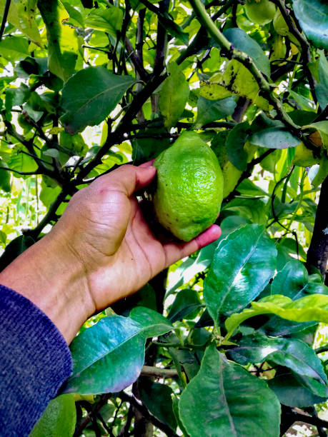istock a hand clutching a greenish lemon on its branch 1322325627