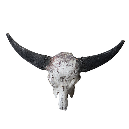 Cut out skull of asian buffalo